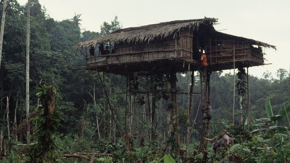 Casa korowai elevada sobre troncos e varas numa clareira na floresta, perto de Mbasman, em 1992, com telhado de folhas de palmeira e pessoas pequenas ao longe subindo a escada