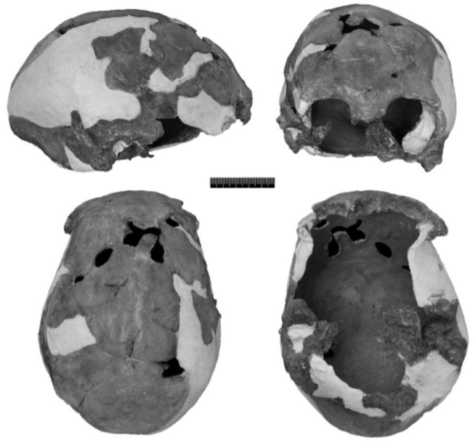 Quatro vistas da calvária de Iwo Eleru sobre fundo branco: lateral, frontal, inferior e superior, com áreas escuras de osso e áreas lisas mais claras