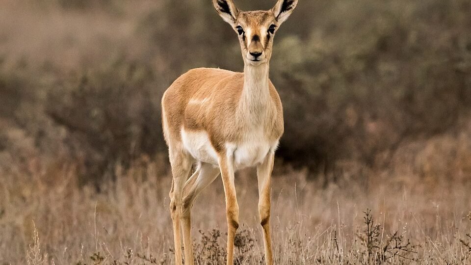 Photograph of an adult goitered gazelle on a dry steppe