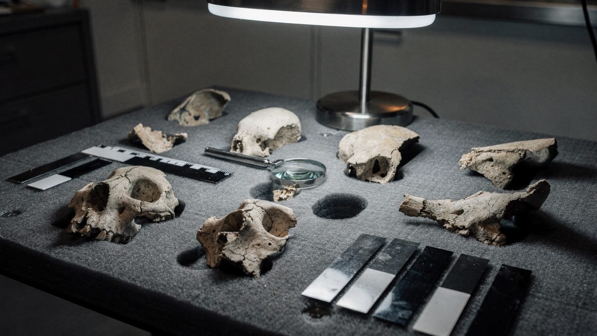 Re-creation of skull fragments laid out on a laboratory table under directed light