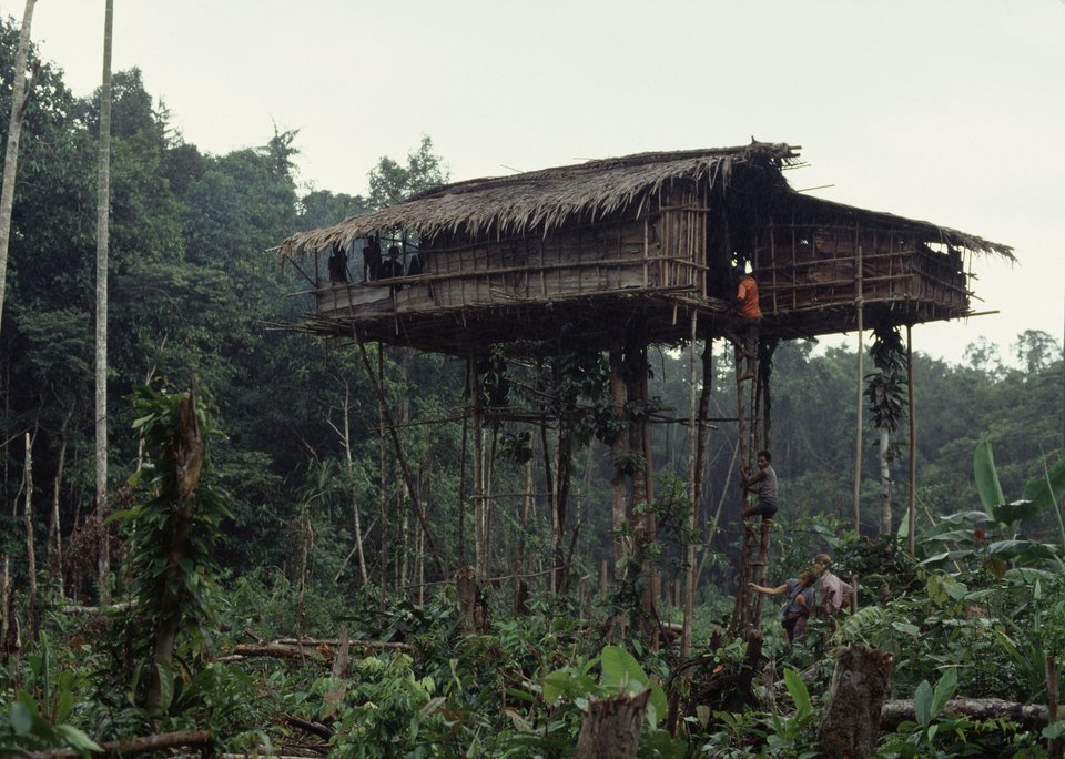 Casa korowai elevada sobre muitos troncos e varas numa clareira de roça, com telhado de folhas de palmeira; dois homens sobem pela escada e, embaixo à direita, dois visitantes estrangeiros observam