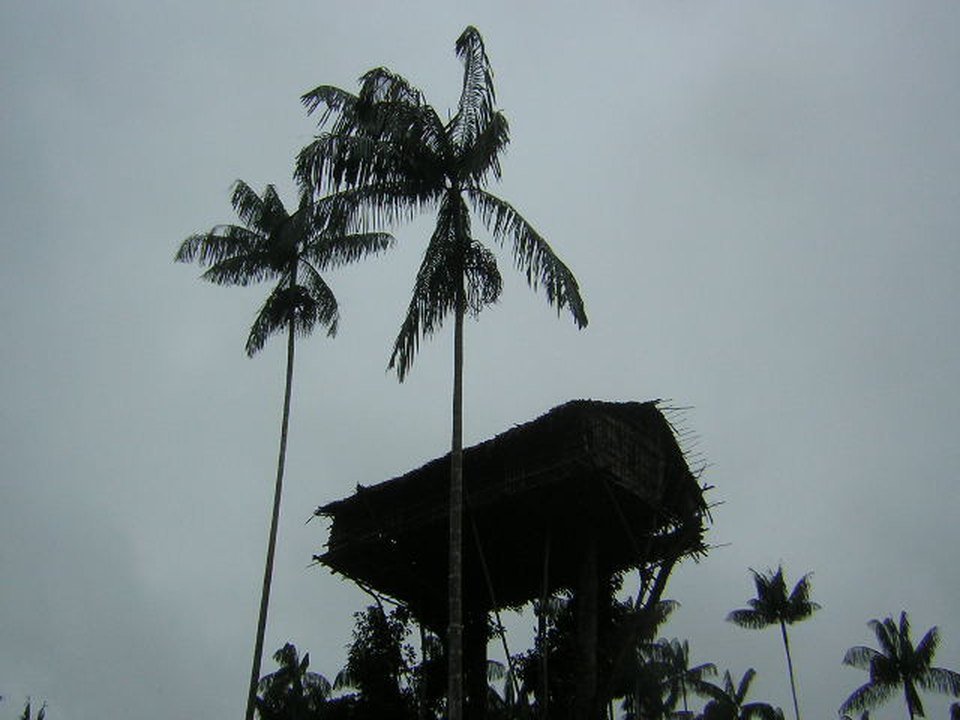 Silhueta escura de uma casa construída muito alto, sobre troncos finos, entre palmeiras altas contra um céu cinzento