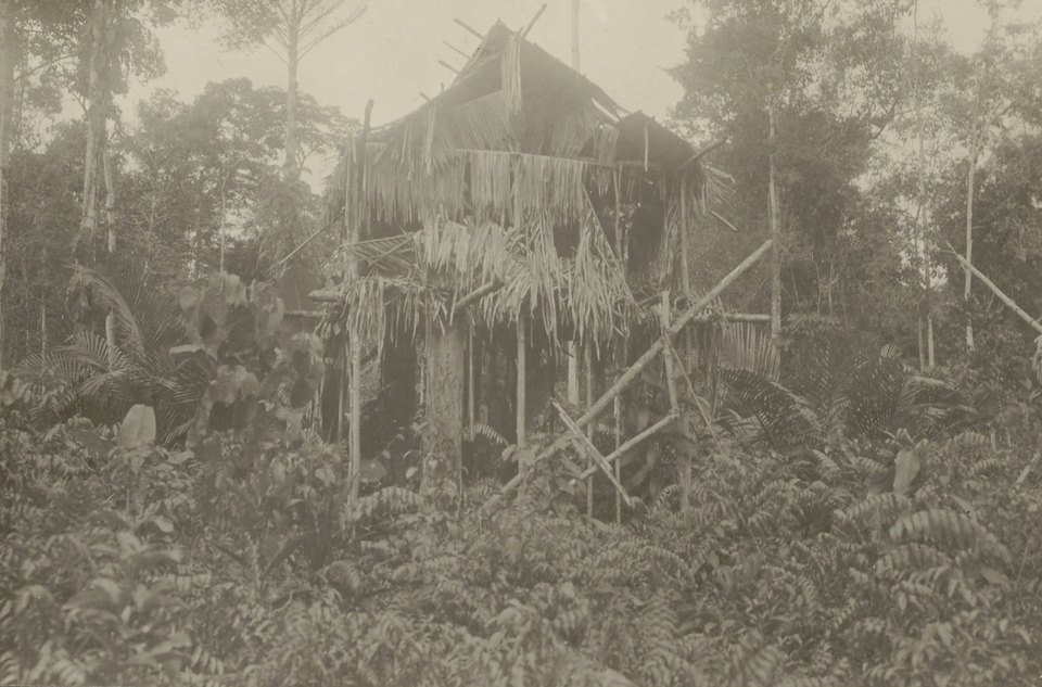 Fotografia antiga em sépia de uma casa abandonada sobre estacas, com telhado de folhas desfeito, no meio de vegetação densa de floresta