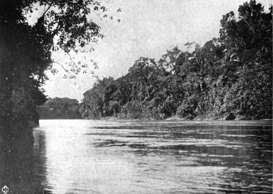 Old black-and-white photograph of a wide, calm river between walls of forest, with tree branches hanging over the water on the left