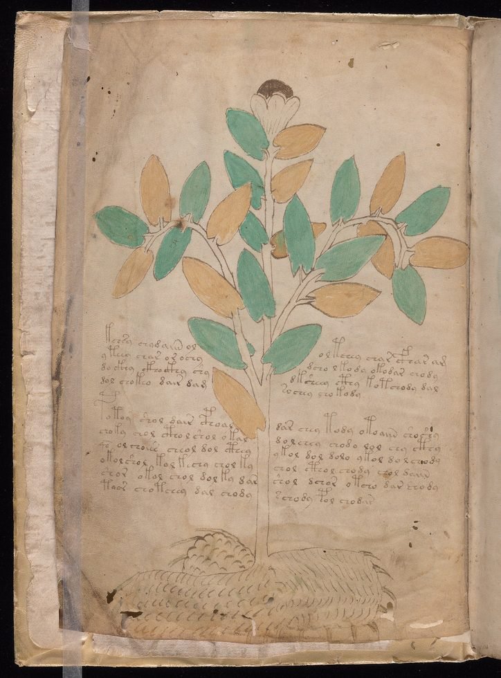 Fólio do manuscrito Voynich com uma planta de folhas verdes e ocres e texto na escrita do manuscrito