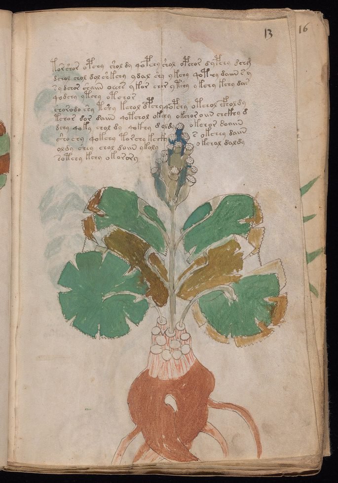 Fólio do manuscrito Voynich com planta de folhas largas e raiz vermelha