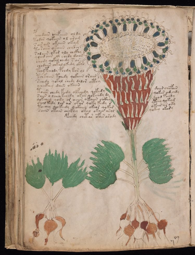 Fólio do manuscrito Voynich com planta de coroa azul e ocre e bulbos na base