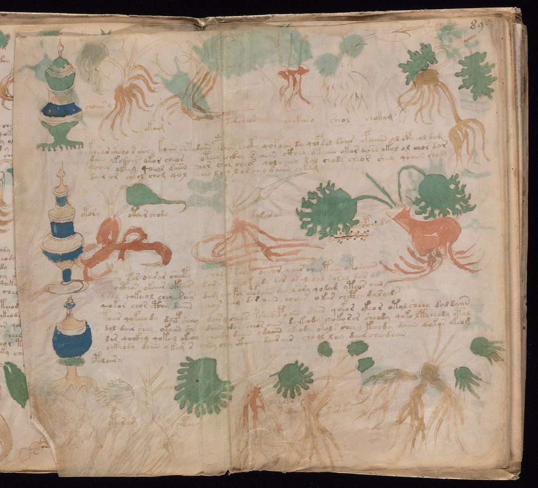 Fólio duplo do manuscrito Voynich com raízes isoladas e recipientes decorados